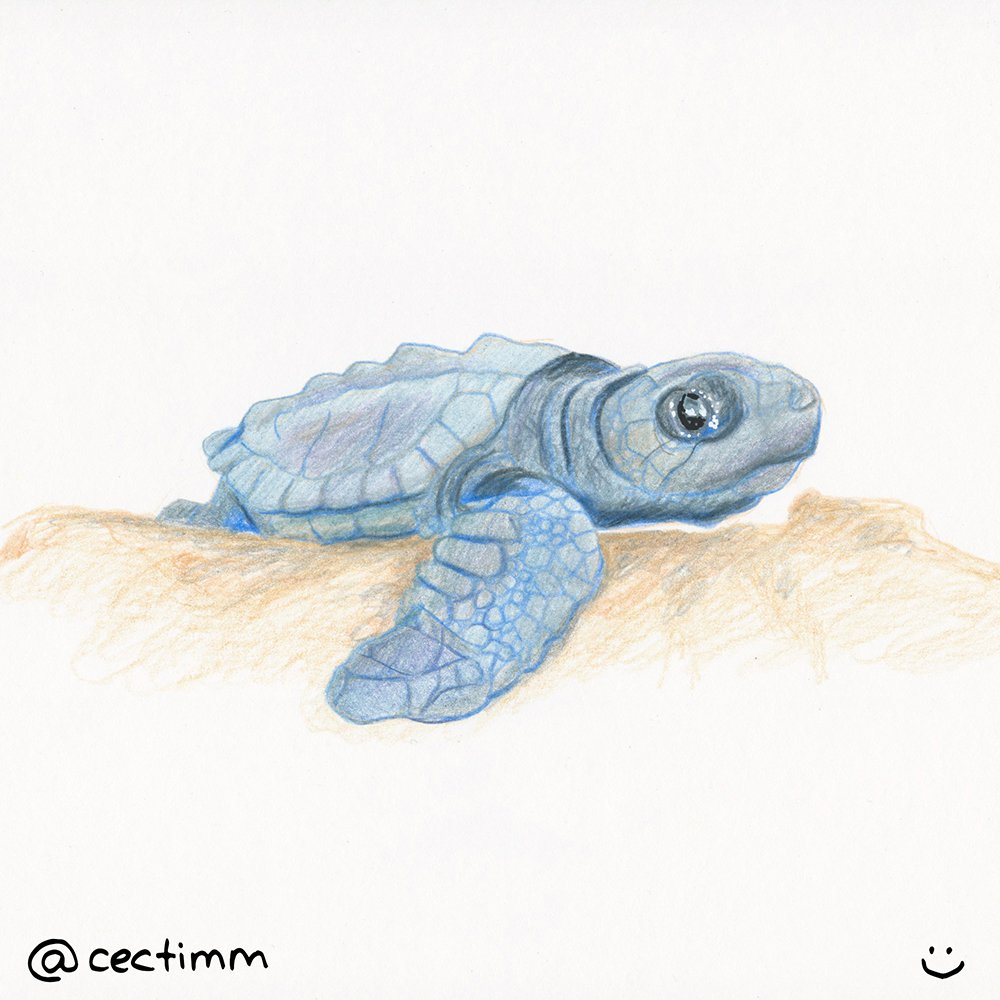 cectimm 2015 02 17 blue baby turtle