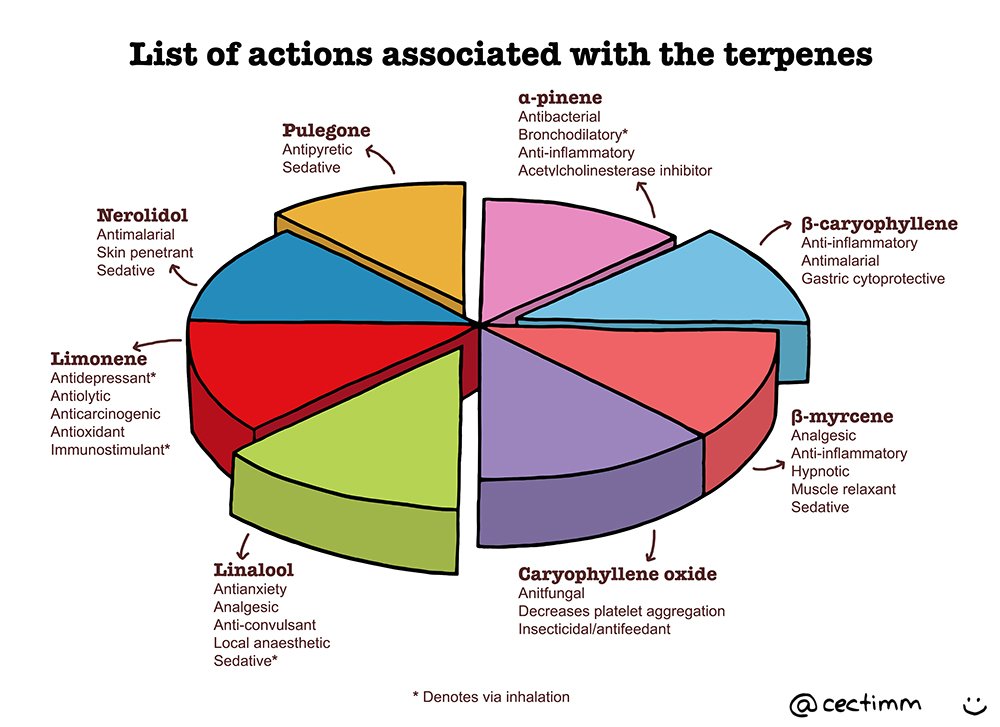 list-of-actions-associated-with-the-terpenes-b